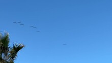 Migrating Brown Pelicans Overhead