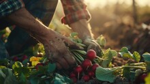 The image captures the hands of a person, clad in a checkered shirt, carefully pulling out a bunch of ripe red radishes from the soil in a sunlit garden, emphasizing a close connection with nature and