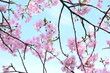 Early blooming cherry blossoms. In recent years, cherry blossoms seem to be blooming earlier due to global warming.