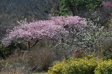 Poster - Early blooming cherry blossoms. In recent years, cherry blossoms seem to be blooming earlier due to global warming.