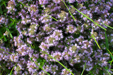 Sticker - Thyme (Thymus serpyllum) blooms in nature