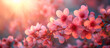 Cherry blossom tree flowers close up. Spring floral banner. Springtime easter theme.