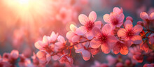 Cherry Blossom Tree Flowers Close Up. Spring Floral Banner. Springtime Easter Theme.