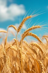 Wall Mural - Golden wheat field in summer