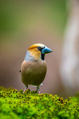 Wall Mural - Closeup of a male hawfinch Coccothraustes coccothraustes songbird perched in a forest.