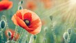 dreamy poppy flowers bloom grass closeup panorama macro with soft focus spring floral template artistic vintage image pastel toned nature summer greeting card background