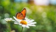 view of orange butterfly on white flower with green nature blurred background with copy space using as background insect natural ecology fresh cover page concept