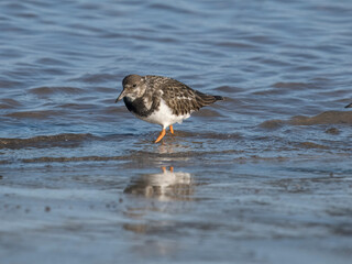 Canvas Print - Turnstone, Arenaria interpres