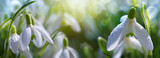 Fototapeta Kwiaty - Spring Snowdrops on bokeh background in sunny garden .