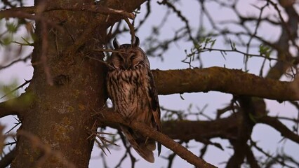 Wall Mural - Long-eared Owl Asio Otus Bird on the background of the forest. The bird is resting. Sleeping Bird. Close up.