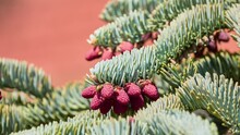 Abies Procera, Noble Fir, Also Called Red Fir And Christmas Tree, Is Fir Native To Cascade Range And Pacific Coast Ranges Of Northwestern Pacific Coast Of United States.