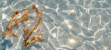 Fototapeta Boho - Two golden koi fish in crystal clear water, with sunlight creating a shimmering effect