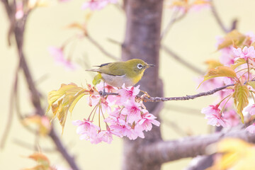 Wall Mural - 満開の河津桜とメジロ