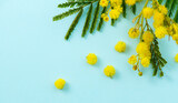 Fototapeta  - Mimosa spring flowers branch border design over blue background, top view. Bouquet of beautiful yellow fresh mimosa. Easter, Mother's Day holiday greeting card