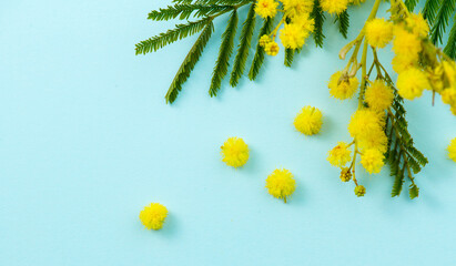 Sticker - Mimosa spring flowers branch border design over blue background, top view. Bouquet of beautiful yellow fresh mimosa. Easter, Mother's Day holiday greeting card