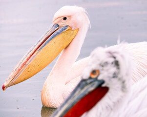 Wall Mural - pink pelican