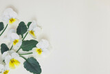 Fototapeta  - Kwiatki na kartce białego arkuszu, miejsce na tekst