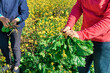 Two womans gardener harvesting mangold in her vegetable garden. Farmers holding fresh organic swiss chard in hands.