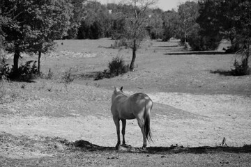 Horse looking away over dry pond in summer Texas drought background in black and white.