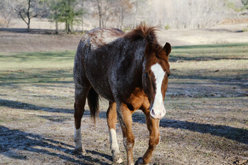 Poster - Dirty blaze face gelding sorrel horse on Texas farm.