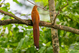Fototapeta Zwierzęta - Bird (Piaya cayana) perched on branch of rainforest tree in selective focus