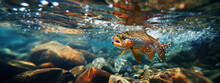 Trout In The Clear Water River Streams Of The North.