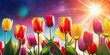 Spring season background. May floral bloom. Sunny flower field. Nature color. Tulip garden landscape. Fresh plant bulb grow. April leaf close up Bright sun blue sky. Green grass beauty. Light day park