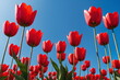 Nature color. Tulip garden landscape. May floral bloom. Sunny flower field. Spring season background. Light day park Fresh plant bulb grow. Green grass beauty. April leaf close up Bright sun blue sky.
