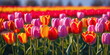 Sunny flower field. Nature color. Tulip garden landscape. May floral bloom. Spring season background. April leaf close up Bright sun blue sky. Fresh plant bulb grow. Light day park Green grass beauty.