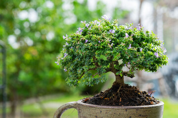 Wall Mural - A small tree is in a pot.