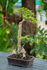 Wall Mural - A small tree is in a pot.