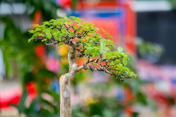 Wall Mural - A small tree is in a pot.
