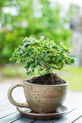 Wall Mural - A small tree is in a pot.