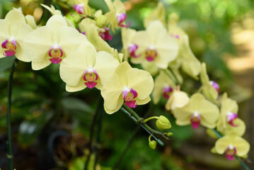 Wall Mural - Beautiful orchid flowers decorate the tropical garden