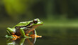 frog closeup wallpaper
