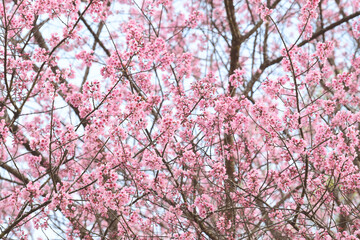 Wall Mural - Phaya suae flower or sakura flower in Thailand