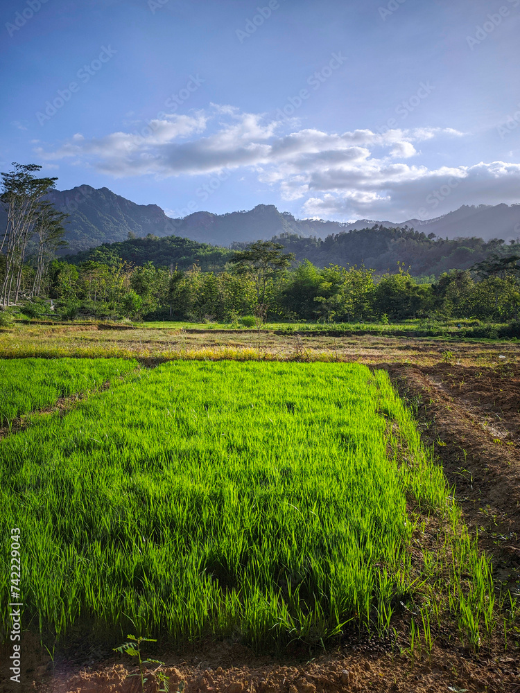 Young rice plants growing in dry rice fields due to the long drought ...