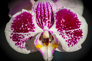 Wall Mural - Makroaufnahme der weiß-violetten Blüte einer Orchidee mit Blütenkelch vor dunklem Hintergrund