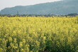 field of rapeseed flower