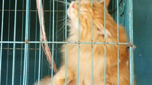 Yellow Tabby Cat In Cage, Bored Depressed Pet Animal