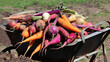 A wheelbarrow overflowing with a colorful ortment of justpulled root vegetables basks in the warm afternoon sun.