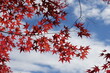 © Hanlu - Maple leaves and maple tress