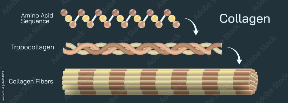 Collagen is a protein that is made up of amino acid abundant in the ...