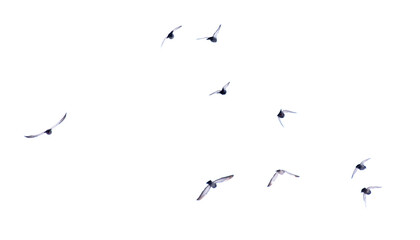 Sticker - Pigeons in flight isolated on a white background