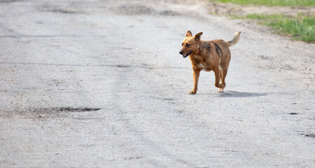 Wall Mural - A red dog runs across the road