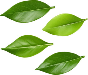 Wall Mural - green tea leaves isolated on white or transparent background,transparency 