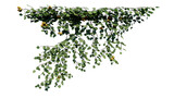 Fototapeta Sawanna - Plant vine green ivy leaves tropic hanging, climbing isolated on transparent background.