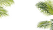 © Nawaphon - Summer Tropical palm leaves. Exotic palms tree. Transparent Background.