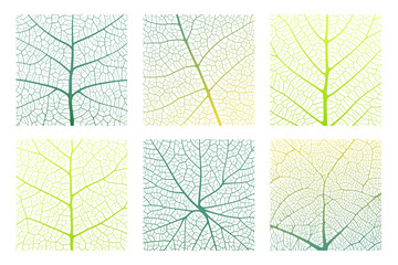 Wall Mural - leaf vein texture abstract background set with close up plant leaf cells ornament texture pattern. g