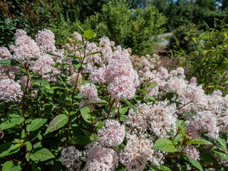 Jersey tea ceanothus, red root, mountain sweet or wild snowball (Ceanothus americanus) having thin branches flowering with white flowers in clumpy inflorescences in garden in summer